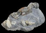 Ammonites (Sphenodiscus) & Gastropods - South Dakota #60234-1